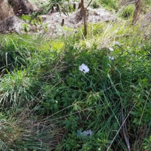 Dimorphotheca ecklonis at Watson, ACT - 15 Jul 2023