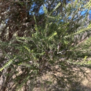 Melaleuca parvistaminea at Greenway, ACT - 25 Jun 2023