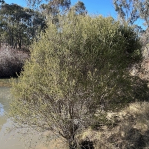 Melaleuca parvistaminea at Greenway, ACT - 25 Jun 2023