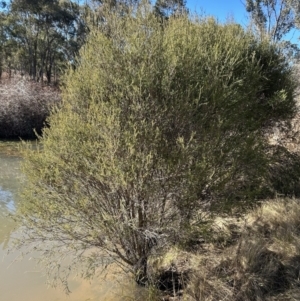 Melaleuca parvistaminea at Greenway, ACT - 25 Jun 2023