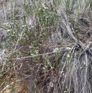 Pimelea linifolia subsp. caesia at Corrowong, NSW - 15 Jul 2023