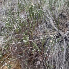 Pimelea linifolia subsp. caesia (Slender Rice Flower) at Corrowong, NSW - 15 Jul 2023 by BlackFlat