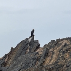 Microcarbo melanoleucos (Little Pied Cormorant) at Guerilla Bay, NSW - 4 Jul 2023 by Mavis