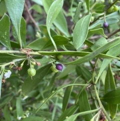 Myoporum boninense subsp. australe (Boobialla) at Guerilla Bay, NSW - 4 Jul 2023 by Mavis