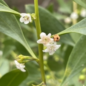 Myoporum boninense subsp. australe at Guerilla Bay, NSW - 4 Jul 2023 11:11 AM