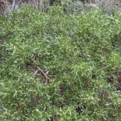 Myoporum boninense subsp. australe at Guerilla Bay, NSW - 4 Jul 2023 11:11 AM