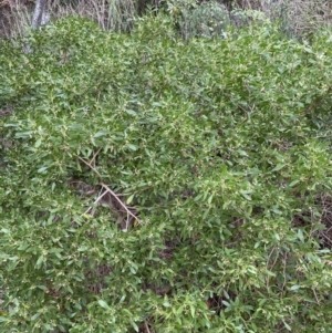 Myoporum boninense subsp. australe at Guerilla Bay, NSW - 4 Jul 2023