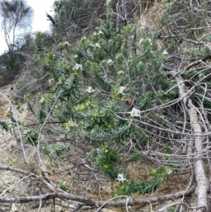 Westringia fruticosa at Guerilla Bay, NSW - 4 Jul 2023