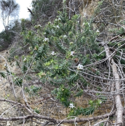 Westringia fruticosa (Native Rosemary) at Guerilla Bay, NSW - 4 Jul 2023 by Mavis