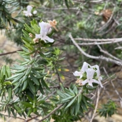 Westringia fruticosa at Guerilla Bay, NSW - 4 Jul 2023 10:16 AM