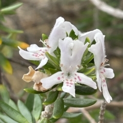 Westringia fruticosa at Guerilla Bay, NSW - 4 Jul 2023 10:16 AM