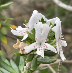 Westringia fruticosa at Guerilla Bay, NSW - 4 Jul 2023