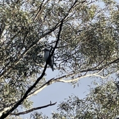 Dacelo novaeguineae (Laughing Kookaburra) at QPRC LGA - 23 Jun 2023 by Mavis