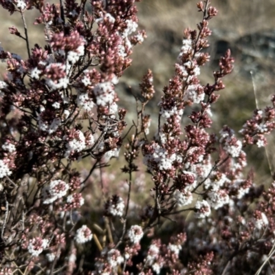 Leucopogon attenuatus (Small-leaved Beard Heath) at Paddys River, ACT - 7 Jul 2023 by dwise