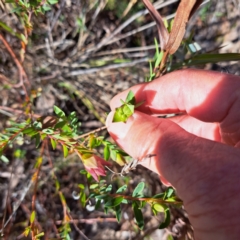 Pimelea linifolia subsp. linifolia (Queen of the Bush, Slender Rice-flower) at Mount Ainslie - 16 Jul 2023 by abread111