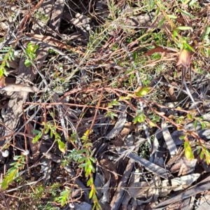 Pimelea linifolia subsp. linifolia at Hackett, ACT - 16 Jul 2023 02:51 PM