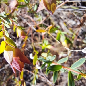 Pimelea linifolia subsp. linifolia at Hackett, ACT - 16 Jul 2023 02:51 PM