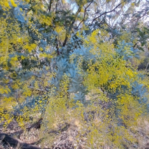 Acacia baileyana at Hackett, ACT - 16 Jul 2023