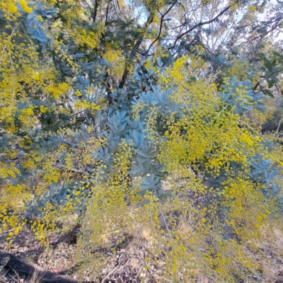 Acacia baileyana (Cootamundra Wattle, Golden Mimosa) at Mount Ainslie - 16 Jul 2023 by abread111