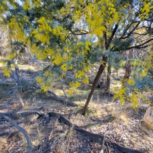 Acacia baileyana at Hackett, ACT - 16 Jul 2023