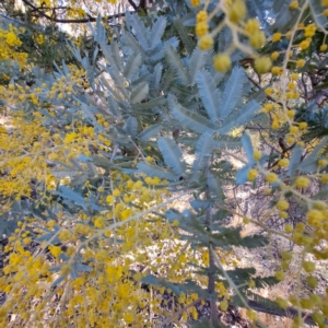 Acacia baileyana at Hackett, ACT - 16 Jul 2023