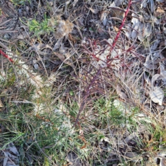 Hakea decurrens subsp. decurrens (Bushy Needlewood) at Hackett, ACT - 16 Jul 2023 by abread111