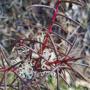 Hakea decurrens subsp. decurrens at Hackett, ACT - 16 Jul 2023