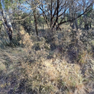 Hakea decurrens subsp. decurrens at Hackett, ACT - 16 Jul 2023 03:48 PM