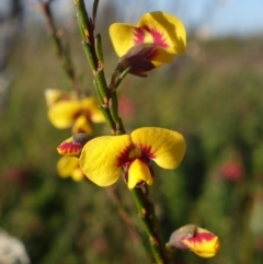 Dillwynia ramosissima (Bushy Parrot-pea) at Boolijah, NSW - 19 Sep 2022 by RobG1