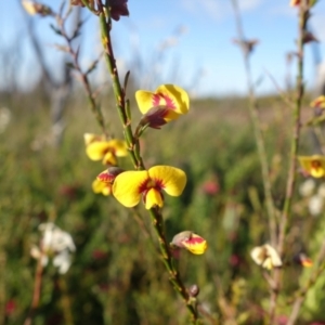 Dillwynia ramosissima at Boolijah, NSW - 19 Sep 2022