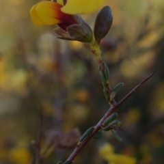 Dillwynia ramosissima at Boolijah, NSW - 19 Sep 2022