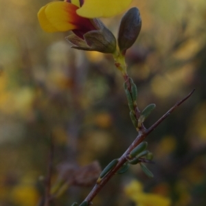 Dillwynia ramosissima at Boolijah, NSW - suppressed