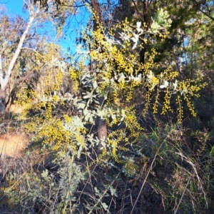 Acacia baileyana at Hackett, ACT - 16 Jul 2023 04:03 PM