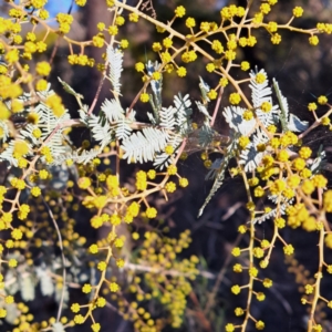 Acacia baileyana at Hackett, ACT - 16 Jul 2023