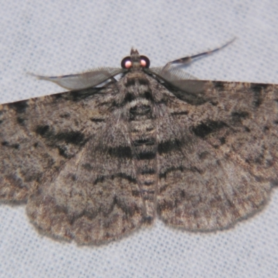 Unplaced suasaria (Unplaced suasaria) at Sheldon, QLD - 23 Mar 2007 by PJH123