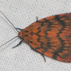 Cyme structa (Banded Lichen Moth) at Sheldon, QLD - 23 Mar 2007 by PJH123