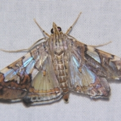 Glyphodes cosmarcha (Spilomelinae) at Sheldon, QLD - 23 Mar 2007 by PJH123