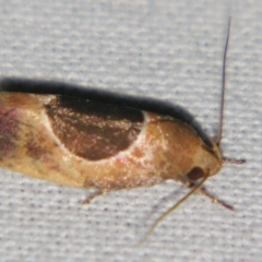 Hoplomorpha abalienella (Hoplomorpha abalienella) at Sheldon, QLD - 23 Mar 2007 by PJH123