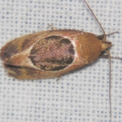 Hoplomorpha abalienella at Sheldon, QLD - suppressed