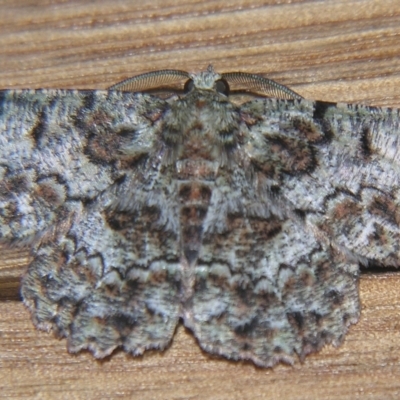 Hypodoxa conspurcata (A Textured emerald) at Sheldon, QLD - 23 Mar 2007 by PJH123