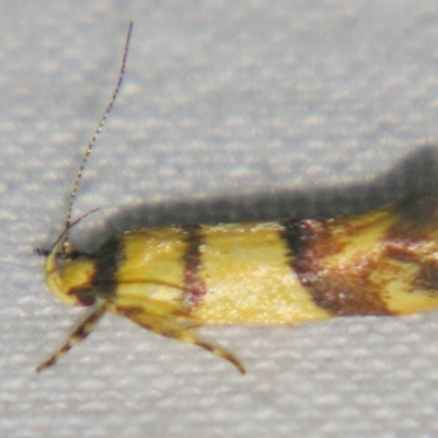 Psaroxantha (genus) (A Concealer moth (Wingia Group)) at Sheldon, QLD - 23 Mar 2007 by PJH123