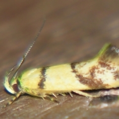 Psaroxantha (genus) at Sheldon, QLD - suppressed