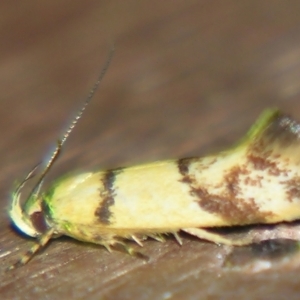 Psaroxantha (genus) at Sheldon, QLD - suppressed