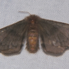 Panacela lewinae (Lewin's Bag-shelter Moth) at Sheldon, QLD - 23 Mar 2007 by PJH123
