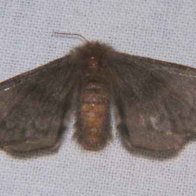 Panacela lewinae (Lewin's Bag-shelter Moth) at Sheldon, QLD - 23 Mar 2007 by PJH123