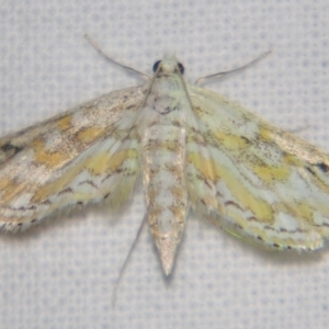 Parapoynx diminutalis at Sheldon, QLD - suppressed