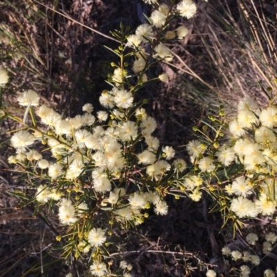 Acacia genistifolia (Early Wattle) at Aranda, ACT - 16 Jul 2023 by dwise