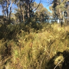 Acacia genistifolia at Aranda, ACT - 16 Jul 2023 03:21 PM