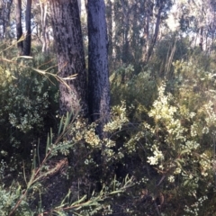Acacia genistifolia at Aranda, ACT - 16 Jul 2023