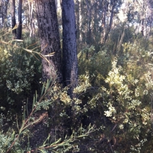 Acacia genistifolia at Aranda, ACT - 16 Jul 2023